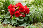 Begonia AmeriHybrid® Roseform Red Begonia AmeriHybrid® Roseform Red