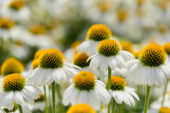 Echinacea Mooodz® Glory Echinacea Mooodz® Glory