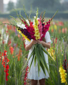 Gladiolus Butterfly mix