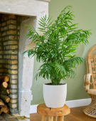 Chamaedorea elegans