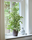 Ficus benjamina