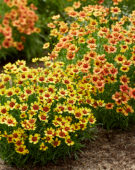 Coreopsis Twinklebells® Copper, Sunrise Coreopsis Twinklebells® Copper, Sunrise