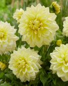 Dahlia Alvas Supreme