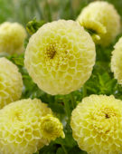 Dahlia Polventon Sup