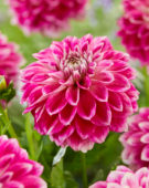 Dahlia GoGo Two Tone