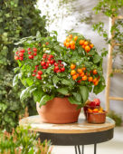 Solanum lycopersicum Heartbreakers™ F1 Dora Orange, Dora Red