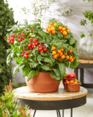 Solanum lycopersicum Heartbreakersâ„¢ F1 Dora Orange, Dora Red Solanum lycopersicum Heartbreakersâ„¢ F1 Dora Orange, Dora Red