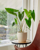Alocasia Zebrina