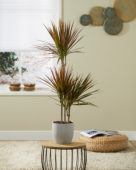 Dracaena marginata Colorama