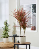 Dracaena marginata Colorama