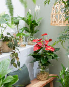 Anthurium Dakota, Spathiphyllum