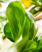 Brassica rapa var. chinensis, baby paksoi