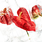 Anthurium bloem