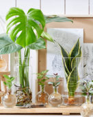 Planten in glazen vazen