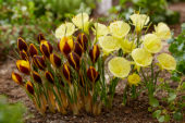Narcissus Julia Jane, Crocus Queen Bee