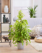 Ficus benjamina Reginald