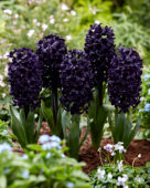 Hyacinthus Midnight Sky