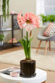 Hippeastrum Fairytale