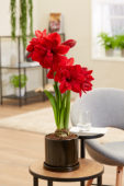 Hippeastrum Scarlet Belle