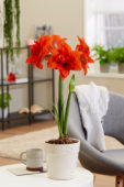 Hippeastrum Celica