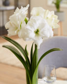 Hippeastrum wit