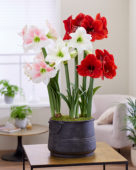 Hippeastrum Ferrari, Rosy Star, White Cream