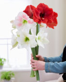 Hippeastrum Ferrari, Rosy Star, White Cream