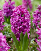 Hyacinthus Purple Sensation