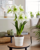 Hippeastrum Mont Blanc