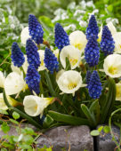 Narcissus White Petticoat, Muscari Carola