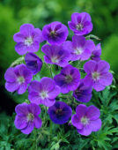 Geranium Johnson's Blue, Geranium Johnsons Blue