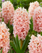 Hyacinthus Mascarade