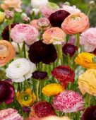 Ranunculus mix
