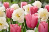 Narcissus Snow Disc, Tulipa Big Love