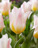 Tulipa Theo zaailing