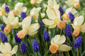 Narcissus Carice, Muscari armeniacum