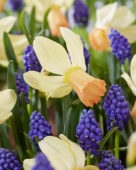 Narcissus Carice, Muscari armeniacum