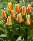 Tulipa Jumbo