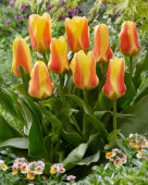 Tulipa Jumbo