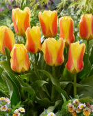 Tulipa Jumbo