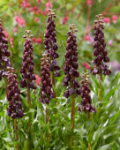 Fritillaria persica Purple Dynamite
