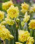 Narcissus Fairness