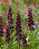Fritillaria persica Purple Dynamite