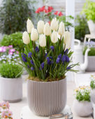 Tulipa White Prince, Muscari armeniacum