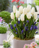 Tulipa White Prince, Muscari armeniacum