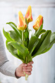 Tulipa Jumbo