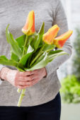 Tulipa Jumbo