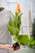 Tulipa Jumbo