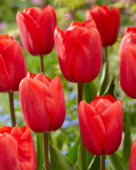 Tulipa Superhero