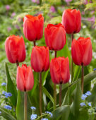 Tulipa Red Soldier